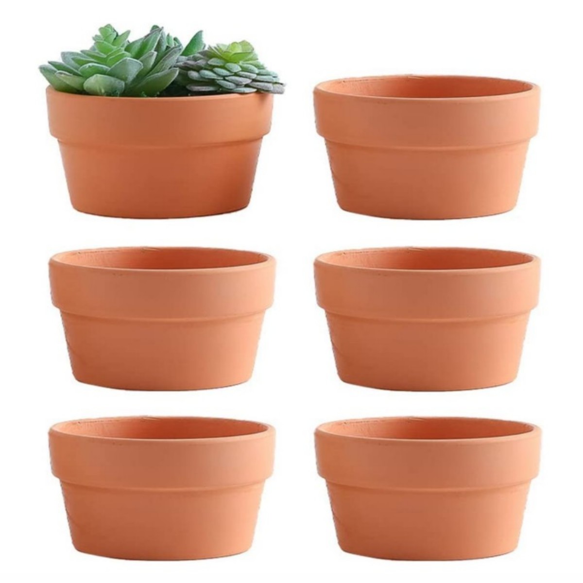 Echeveria Succulent - 6 PCS Terracotta Buld Pots 3.5