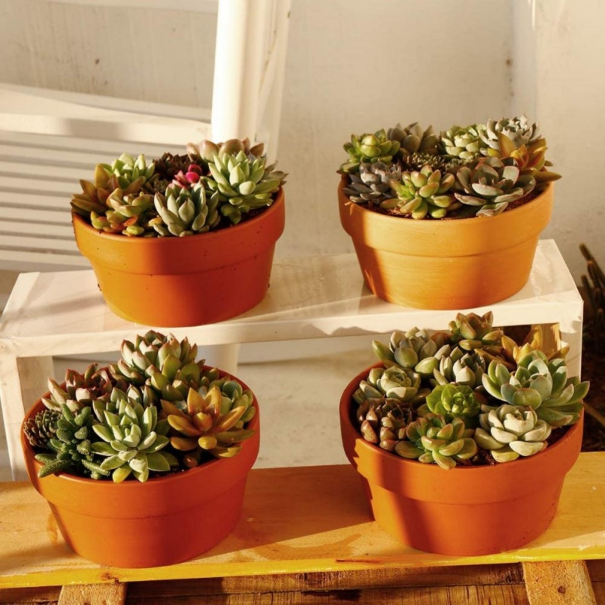 6 PCS Terracotta Buld Pots 3.5 - Echeveria Succulent review and price