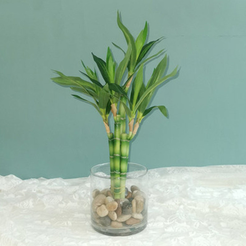 New 40cm rFtificial Lucky Bamb - Echeveria Succulent review and price