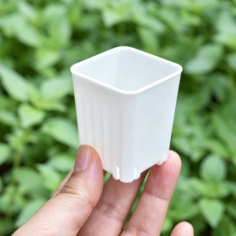 50-100Pcs 4cm Mini Thicken Whi - Echeveria Succulent review and price