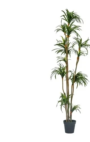 Simulation Dracaena Dracaena M - Dracaena Marginata review and price