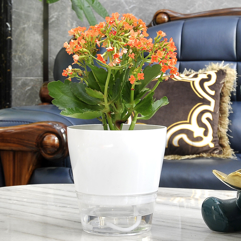 Lazy Flower with Drainage Hole - Aloe Vera Pot review and price