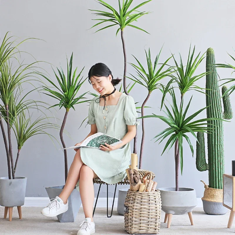 Simulation Plant Dracaena Marg - Dracaena Marginata review and price