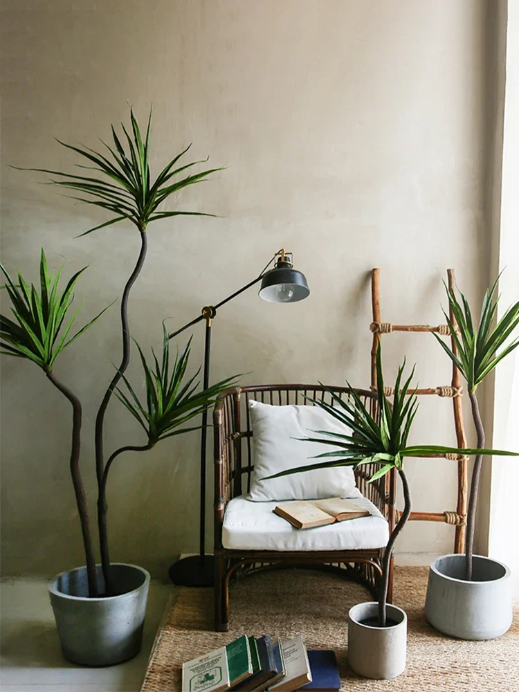 Simulation Plant Dracaena Marg - Dracaena Marginata review and price