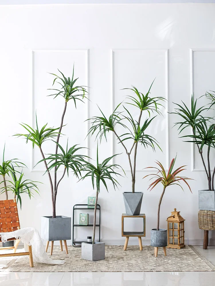 Simulation Plant Dracaena Marg - Dracaena Marginata review and price