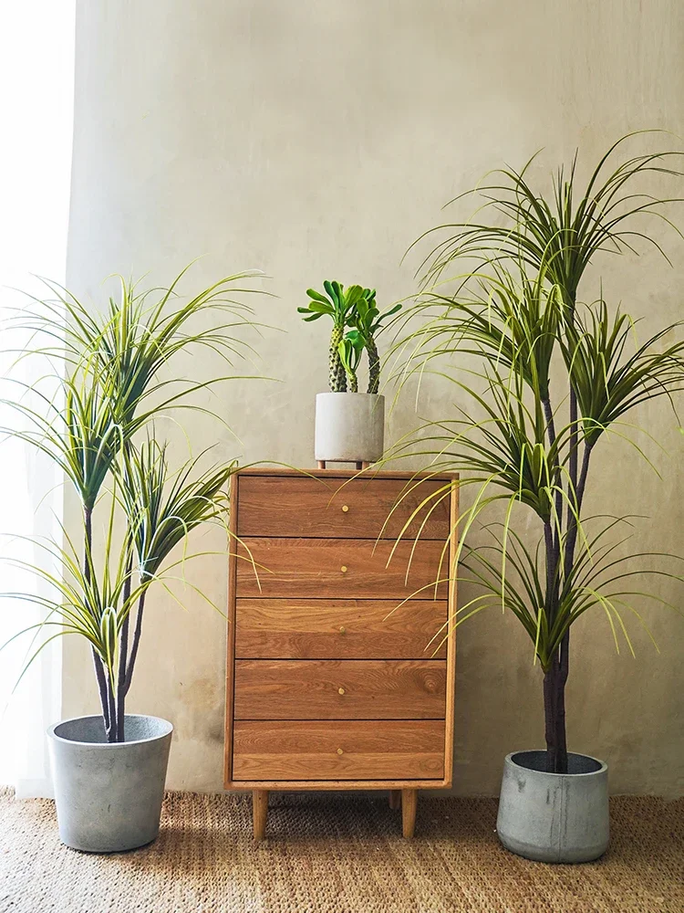 Simulation Plant Dracaena Marg - Dracaena Marginata review and price