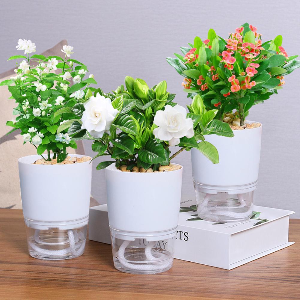 Self Watering Plastic Flower P - Aloe Vera Pot review and price